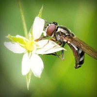 /album/www-dejavu-com/photolia-a02-jpg/