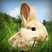 /album/www-dejavu-com/photolia-a03-jpg/