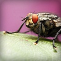 /album/www-dejavu-com/photolia-a08-jpg/